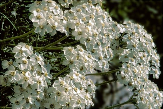 Achillea clavennae L. resmi