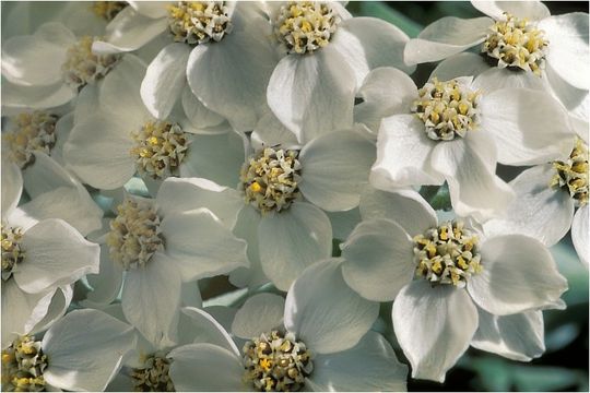 Achillea clavennae L. resmi