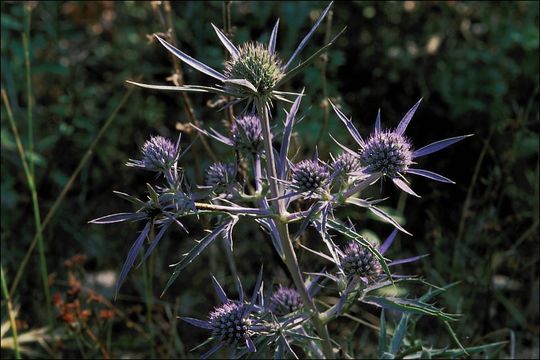 Image of amethyst eryngo