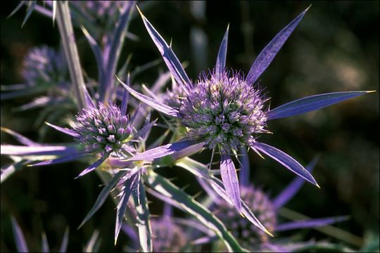 Image of amethyst eryngo