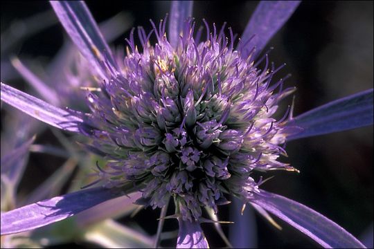 Image of amethyst eryngo