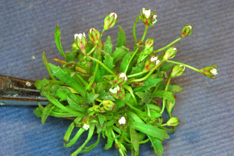 Image of pygmyflower rockjasmine