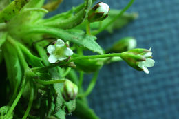 Image of pygmyflower rockjasmine