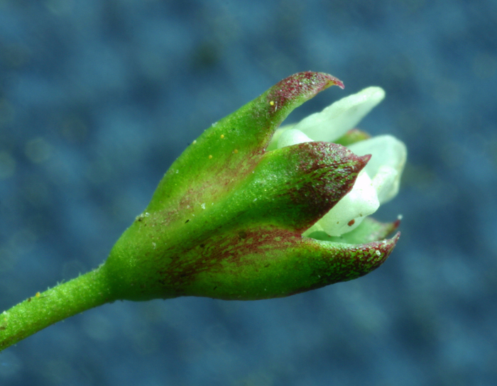 Image of pygmyflower rockjasmine