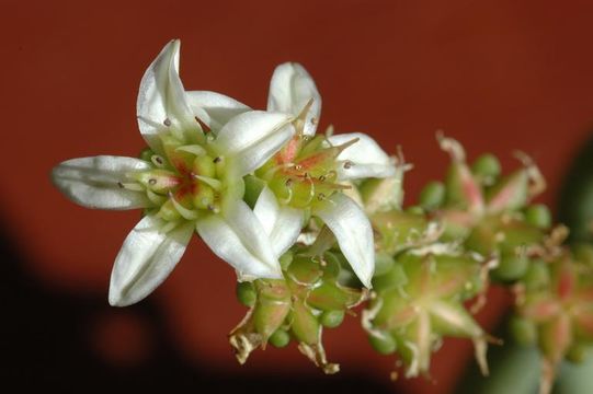 Image of Ladies' fingers