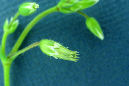 صورة <i>Cerastium fontanum</i> ssp. <i>vulgare</i>