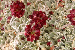 Image of cushion buckwheat