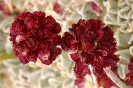 Image of cushion buckwheat