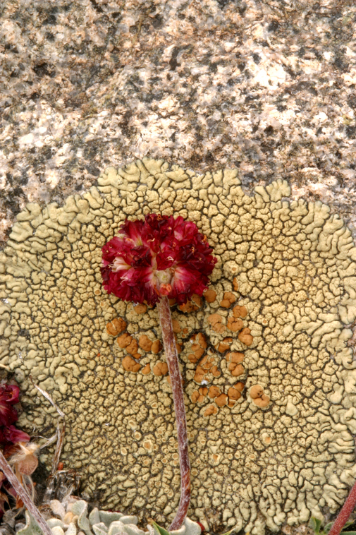 Image of cushion buckwheat