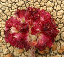 Image of cushion buckwheat