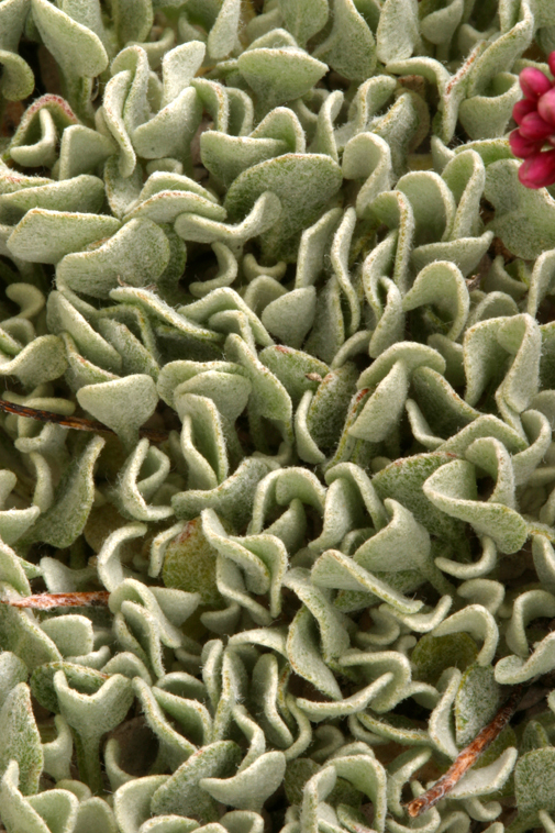 Image of cushion buckwheat