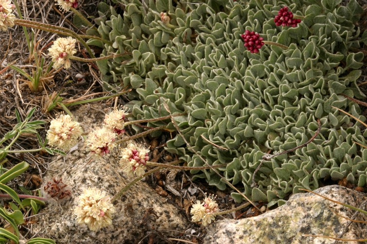 Image of cushion buckwheat