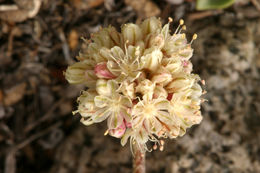 Image of cushion buckwheat