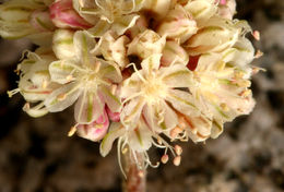 Image of cushion buckwheat