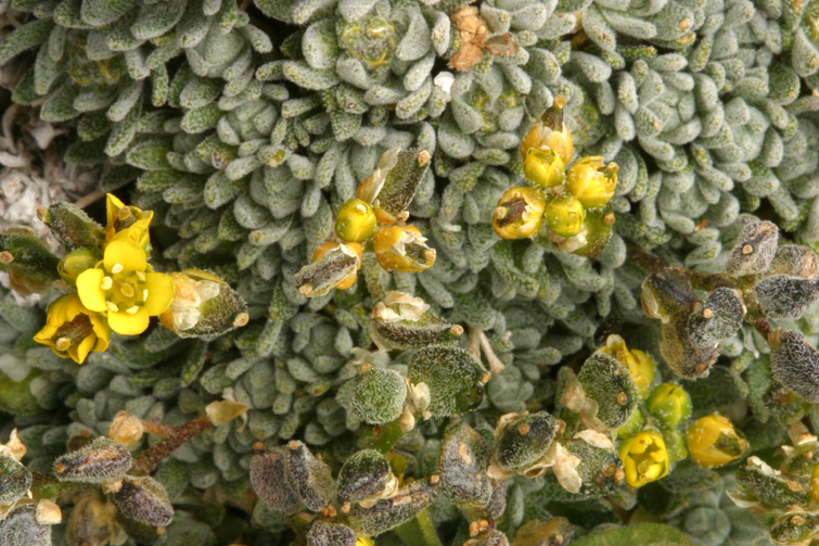 Image of fewseed draba