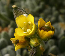 Image of fewseed draba