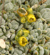 Image of fewseed draba