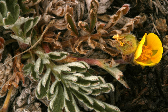 Image de Potentilla morefieldii B. Ertter