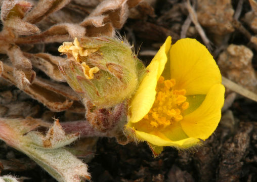 Imagem de Potentilla morefieldii B. Ertter