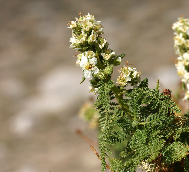 Image of desert sweet