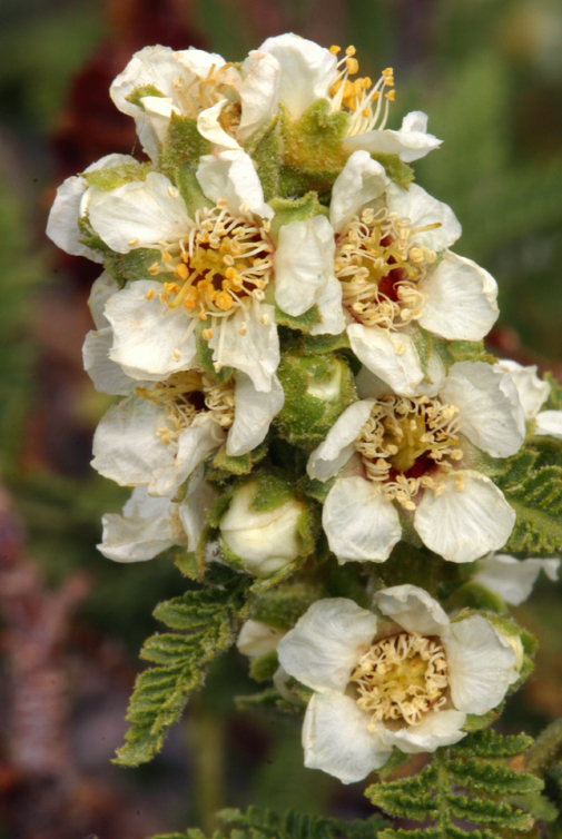 Image of desert sweet