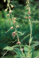 Image of Broad-leaved Helleborine