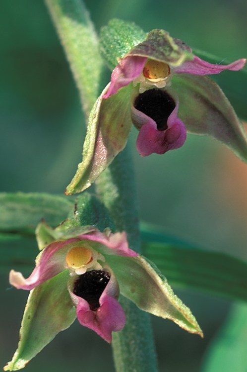 Image of Broad-leaved Helleborine