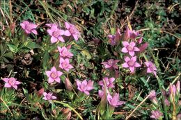 Image de <i>Gentianella anisodonta</i> ssp. <i>calycina</i>