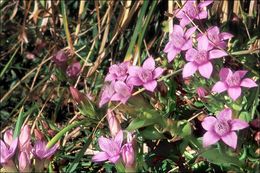 Image de <i>Gentianella anisodonta</i> ssp. <i>calycina</i>