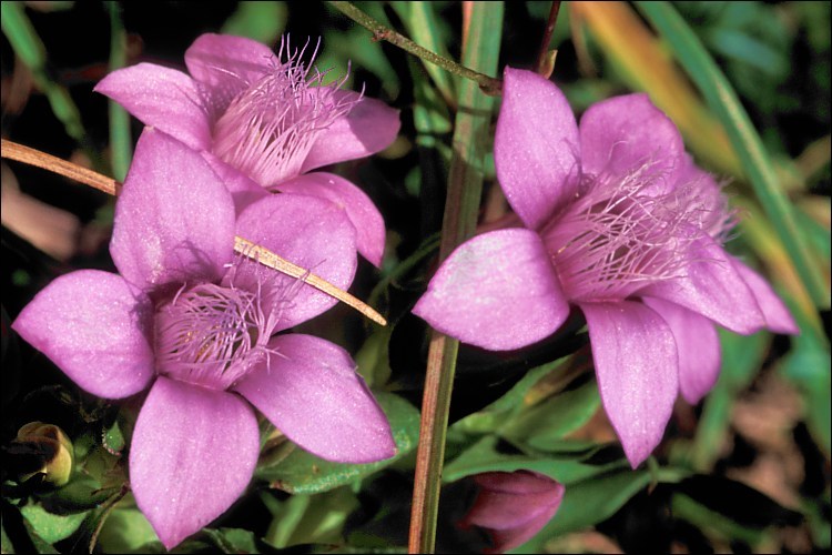 Image de <i>Gentianella anisodonta</i> ssp. <i>calycina</i>