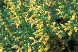 Imagem de Salvia glutinosa L.