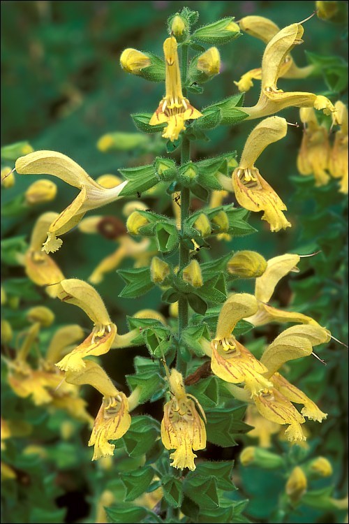 Imagem de Salvia glutinosa L.