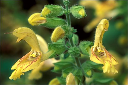 Imagem de Salvia glutinosa L.