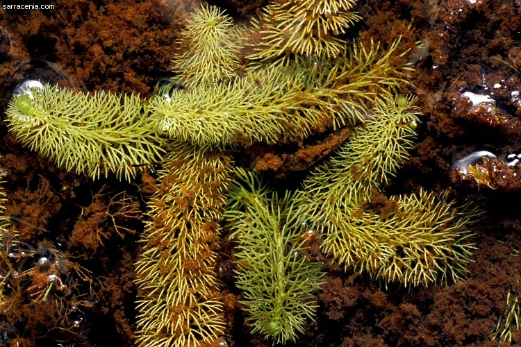 Image of flatleaf bladderwort