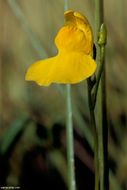 Image of flatleaf bladderwort