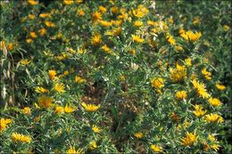 Image of Spanish oyster thistle