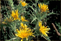 Image of Spanish oyster thistle