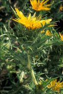 Image of Spanish oyster thistle