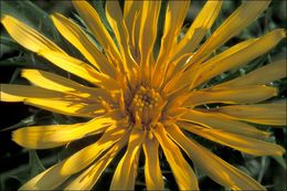 Image of Spanish oyster thistle