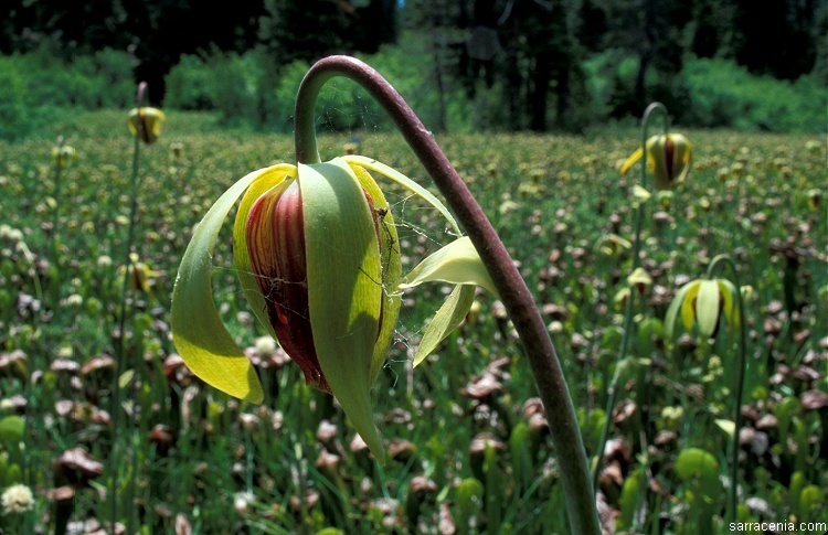 Image of California pitcherplant