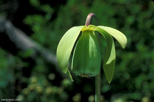 Image of California pitcherplant