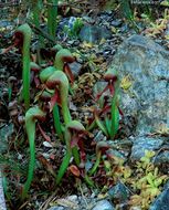 Image of California pitcherplant