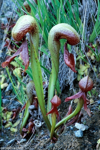 Image of California pitcherplant