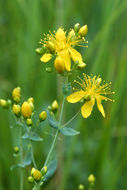 Image of Scouler's St. John's-Wort