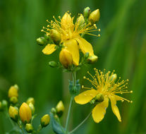 Image of Scouler's St. John's-Wort