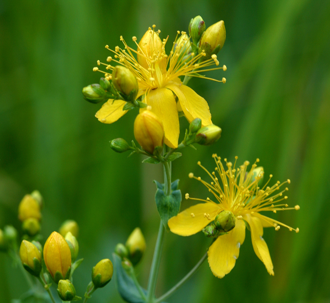 Image of Scouler's St. John's-Wort