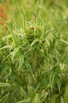 Image of Spear Thistle