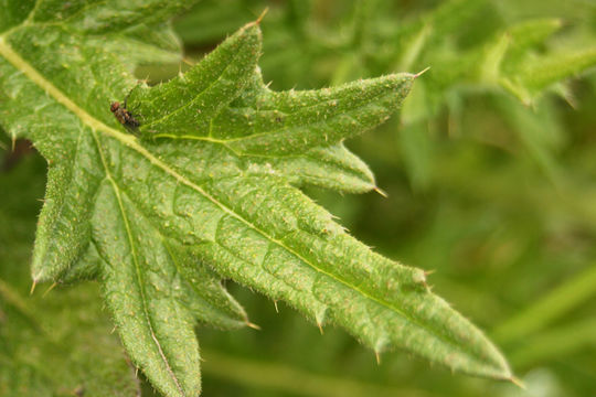 Image of Spear Thistle