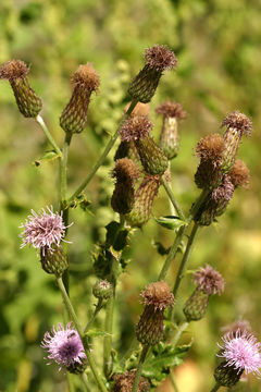 Image of <i>Cirsium <i>arvense</i></i> var. arvense