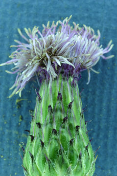 Imagem de Cirsium arvense (L.) Scop.